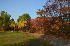 公园秋景