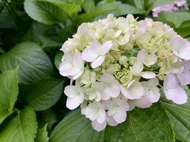 白色带粉的绣球花