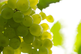 葡萄