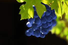 葡萄