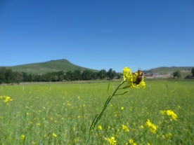 油菜花上的蜜蜂