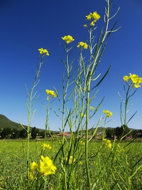 草原上的油菜花