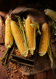 玉米