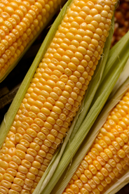 玉米