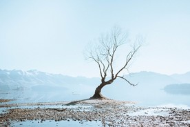 湖边枯树景色