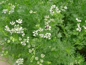 小蜜蜂采香菜花