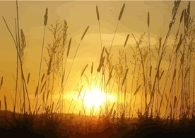 芦苇荡日出矢量插画