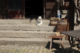 古镇的猫