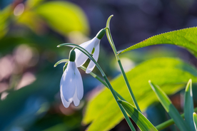 雪花莲
