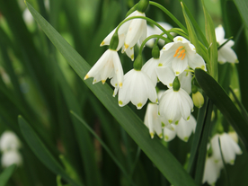 雪花莲