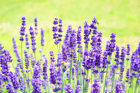 薰衣草