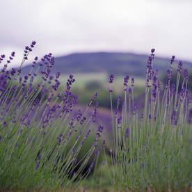 薰衣草