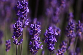 薰衣草