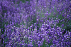 薰衣草