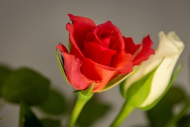 红玫瑰
