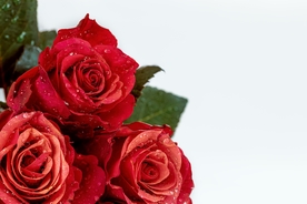 红玫瑰