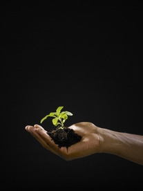 手捧幼苗