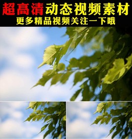 清新绿叶阳光森林树叶实拍视频