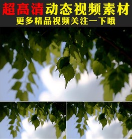 蓝天白云植物树树叶视频素材