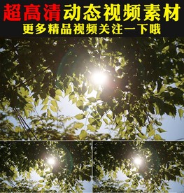 野草青草叶子空镜头视频素材