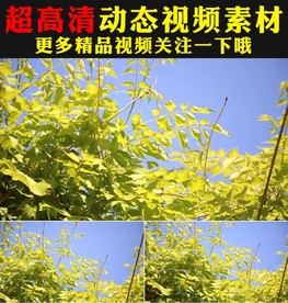 野草青草叶子实拍视频素材