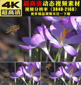 春天春季蜜蜂花朵鲜花实拍视频