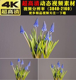 鲜花盛开特写延时摄影视频素材