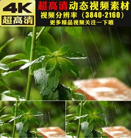 清爽公园森林下雨实拍视频素材