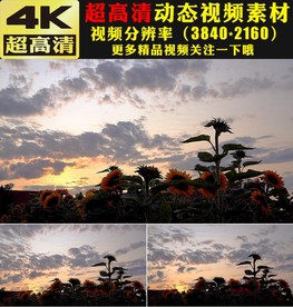 太阳花向日葵天空晚霞日落视频