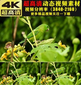 绿叶植物小鸟空镜头实拍视频素材