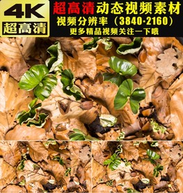 种子破土而出生长发芽实拍视频