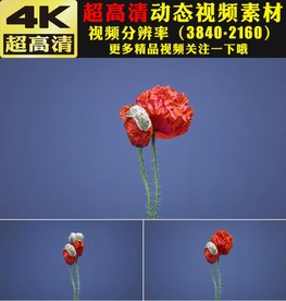 红色花朵绽放盛开实拍视频素材