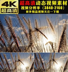 野草青草叶子实拍视频素材