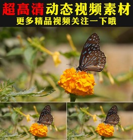 鲜花盛开蝴蝶春天景色实拍视频
