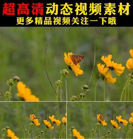 蝴蝶飞舞鲜花盛开春天视频素材