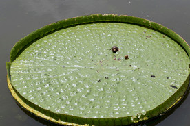 王莲叶上休息的蜗牛