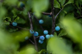蓝莓