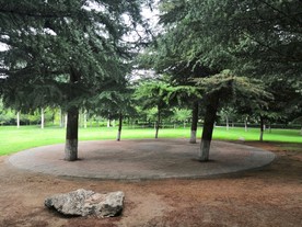 济源清趣园松树