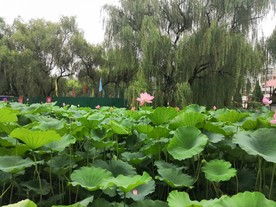 济源清趣园荷花池