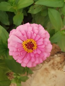 百日菊