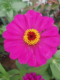 娇艳百日菊