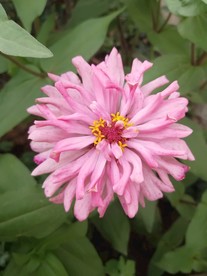 百日菊