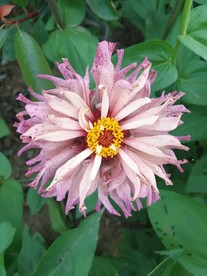 盛放后的百日菊