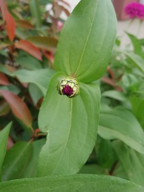 百日菊花苞