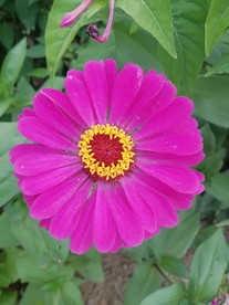 百日菊