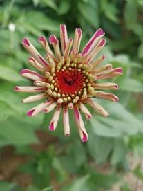 生长的百日菊