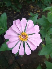 百日菊