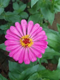 特写百日菊