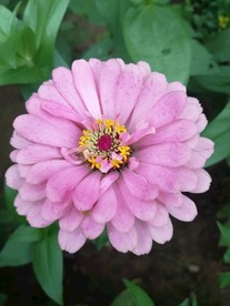 浅粉色百日菊