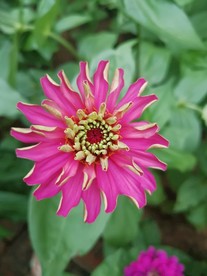 百日菊